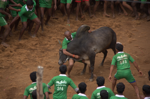 Man clingin on the Bull pic1